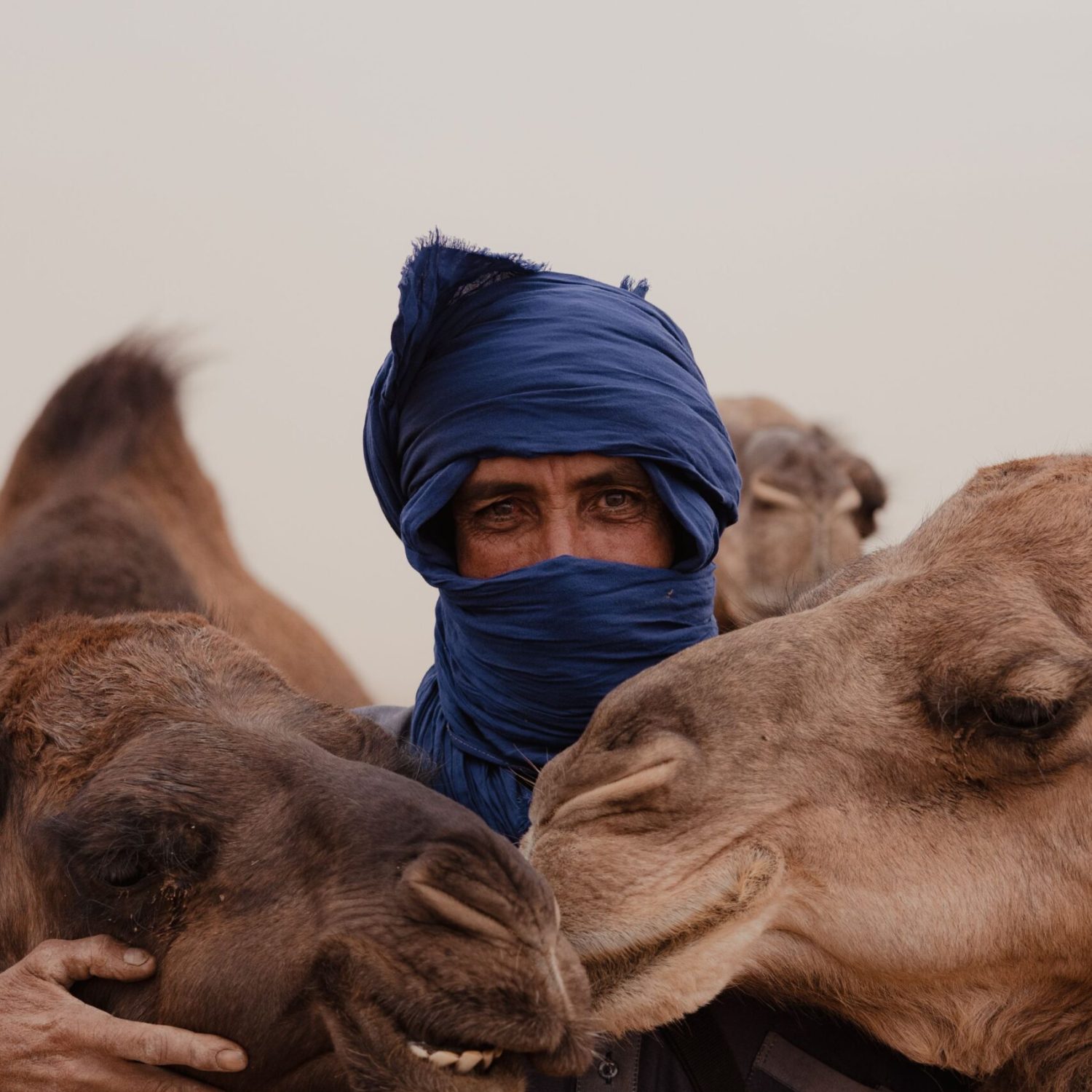 A Moroccan man with camels in the desert, wearing a blue headscarf, captures cultural essence.