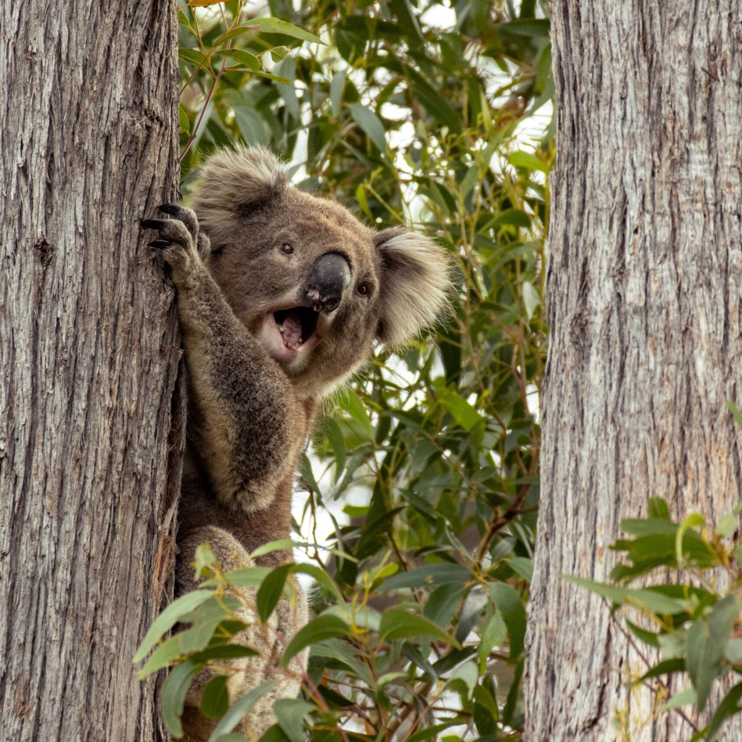 A curious koala climbs between trees in Yarra Glen, Australia, showcasing its natural habitat.