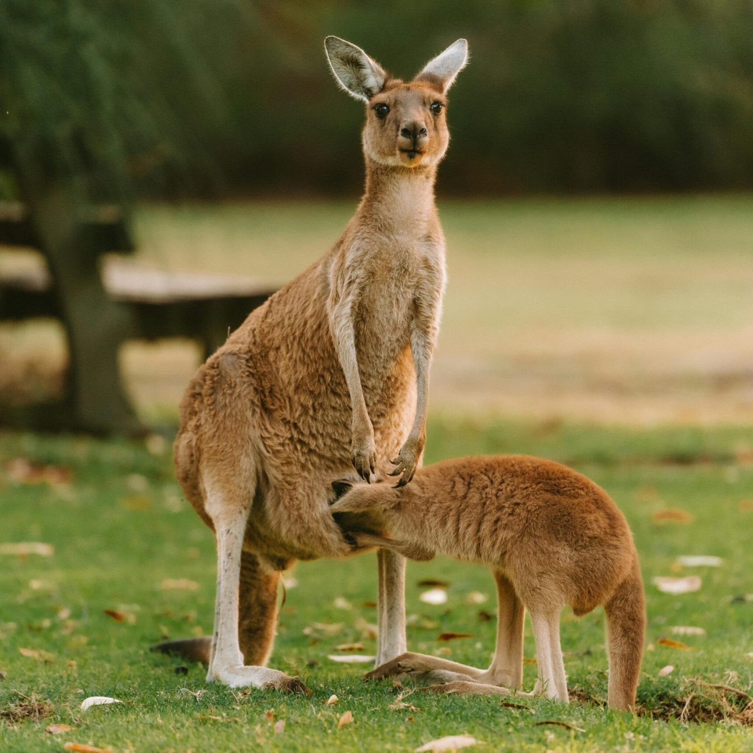 Australia Luxury Tour